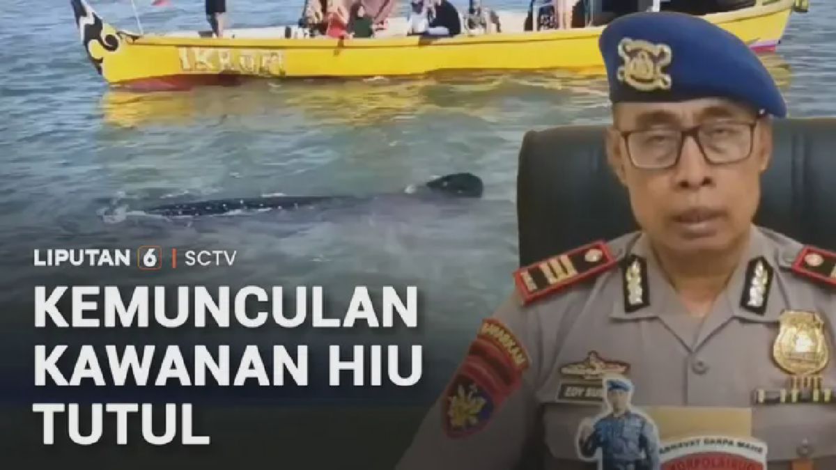 Kawanan Hiu Tutul Muncul di Pasuruan, Diduga Migrasi Besar