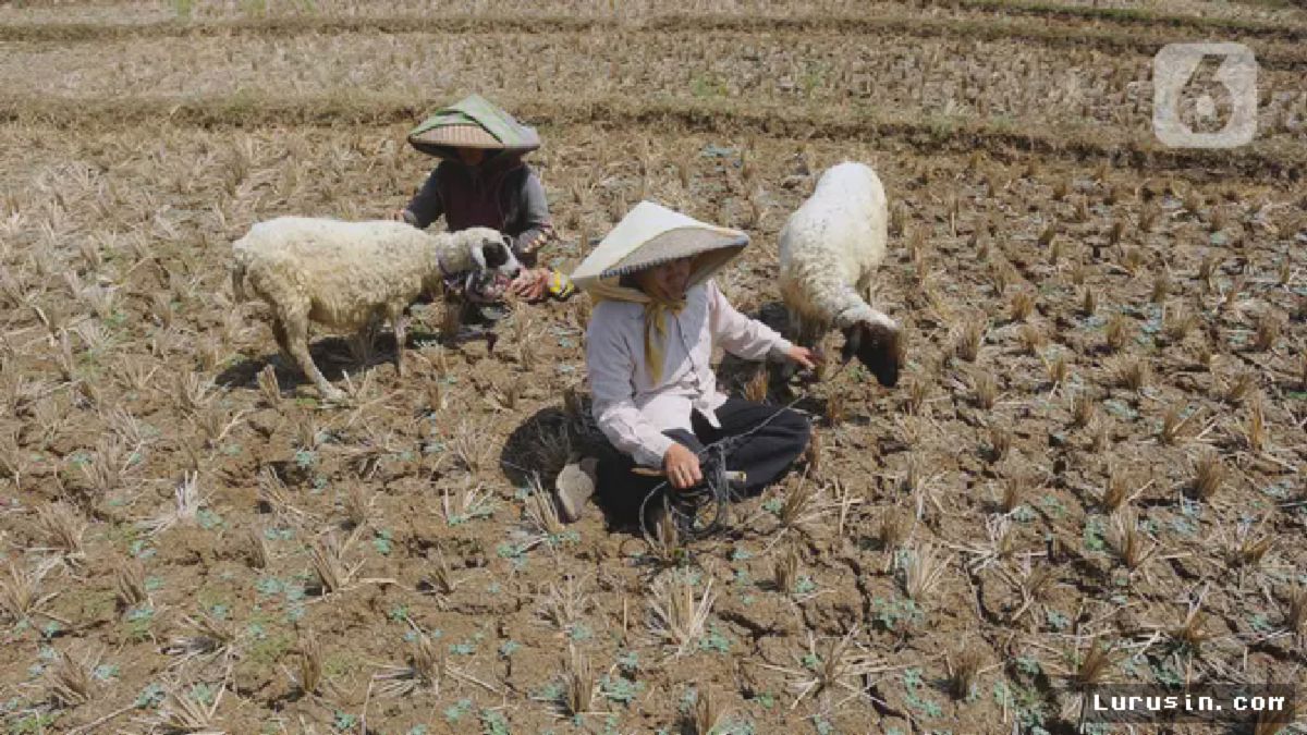 BMKG: Kemarau 2023 Lebih Kering Akibat El Nino