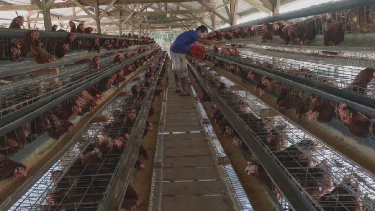 Kementan Tetapkan Harga Acuan Telur Ayam Mulai Pertengahan Juli
