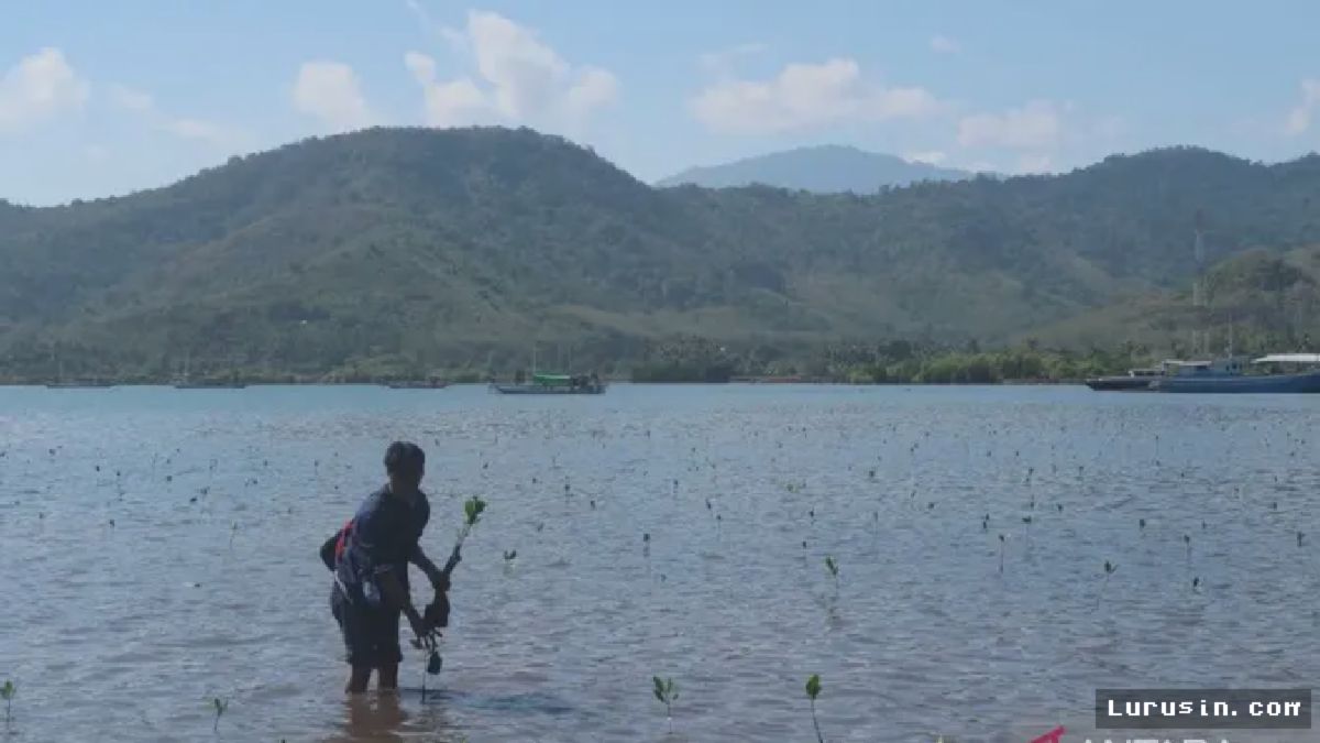 Warga Sumbawa Tanam Bibit Mangrove di Labuan Alas Rehabilitasi Pesisir