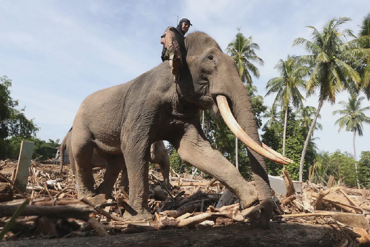 Prabowo Keluarkan Instruksi Presiden untuk Penyelamatan Gajah Sumatera dan Kalimantan