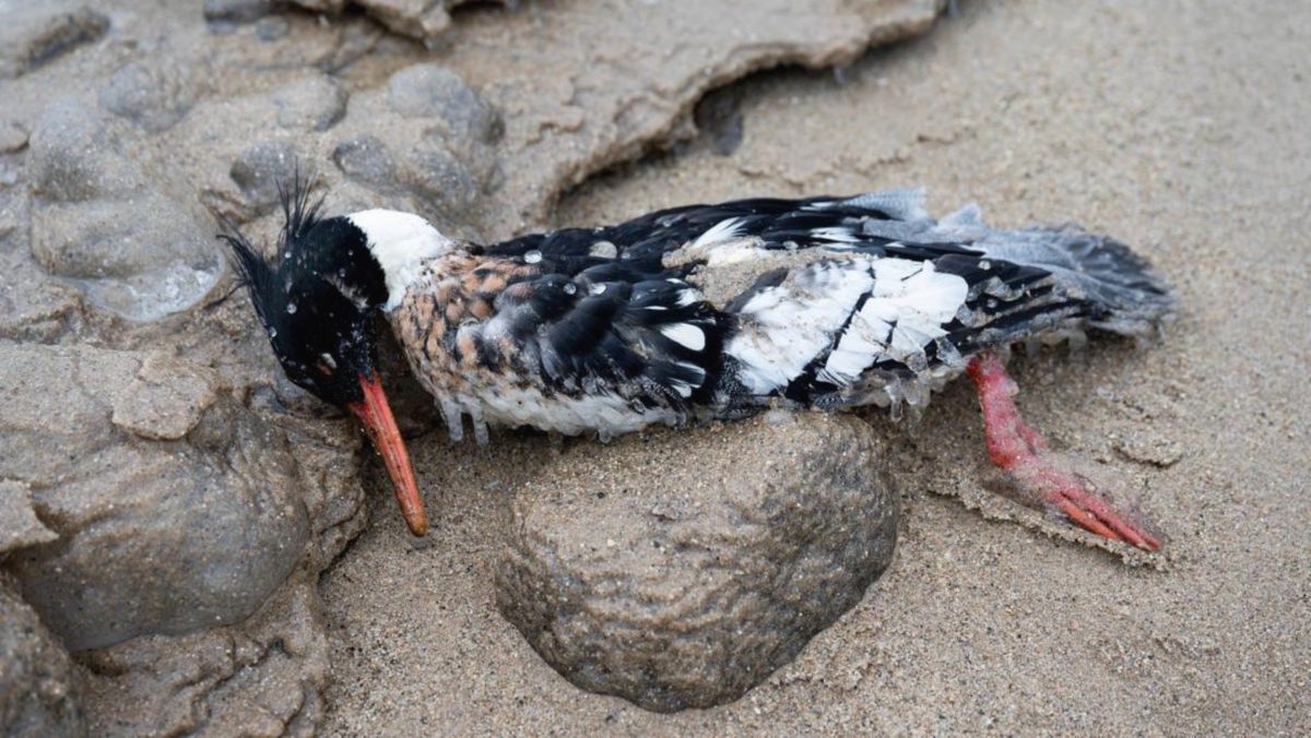 Australia Deteksi Flu Burung H5N1, Selandia Baru Vaksinasi Burung Langka