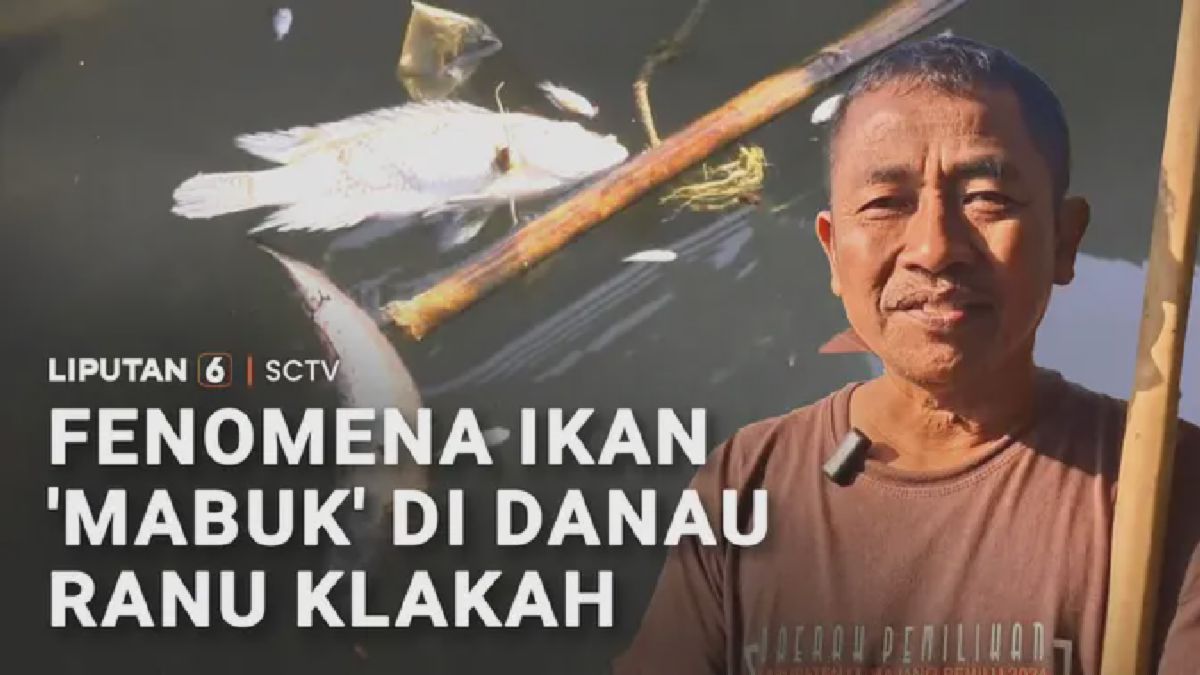 Lumajang – Ribuan Ikan Mabuk Akibat Suhu Dingin di Ranu Klakah
