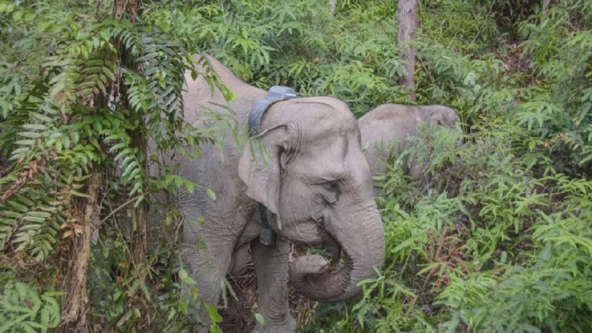 Gajah Liar di Pelalawan Dipasangi Kalung GPS untuk Sistem Peringatan Dini